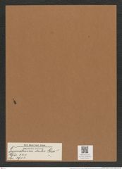 Triceratium dulce Grev. (de-Toni-Nr.: Genus 140, Species 3902) Zeichnungen Sammlung Grunow Mappe 03931 (Herbarium_W_Grunow_drawings_Folder_03931)